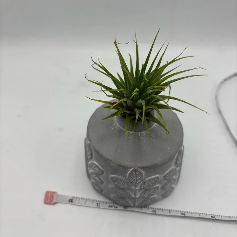 Modern Boho Live Air Plant - Grey Leaf Relief Concrete Pot